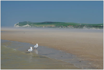Möwen am Strand von Wissant, Pas de Calais © 2012 Sabine Lommatzsch