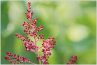 Astilbe oder Prachtspiere © 2017 Sabine Lommatzsch