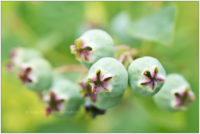 Unreife Blaubeeren © 2017 Sabine Lommatzsch
