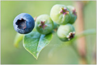 Reife und unreife Blaubeeren © 2017 Sabine Lommatzsch
