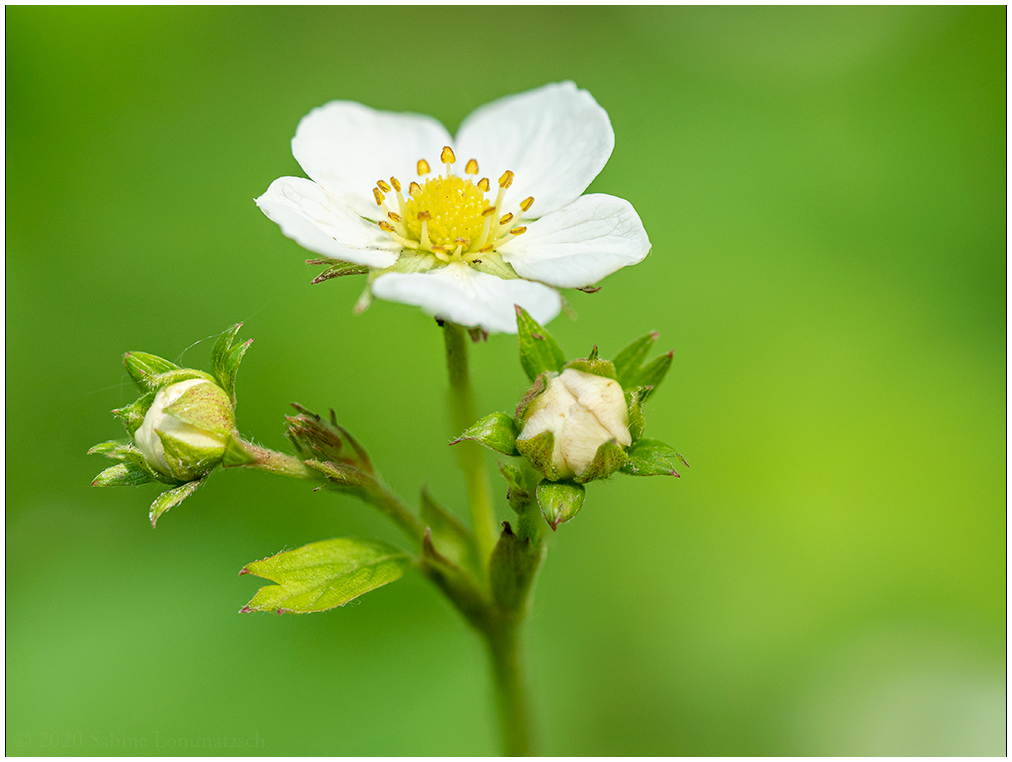 Erdbeerblüte im Mai © 2020 Sabine Lommatzsch