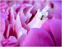 Pfingstrose mit Ameise © 2020 Sabine Lommatzsch