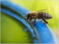 Biene an Wasserstelle © 2020 Sabine Lommatzsch