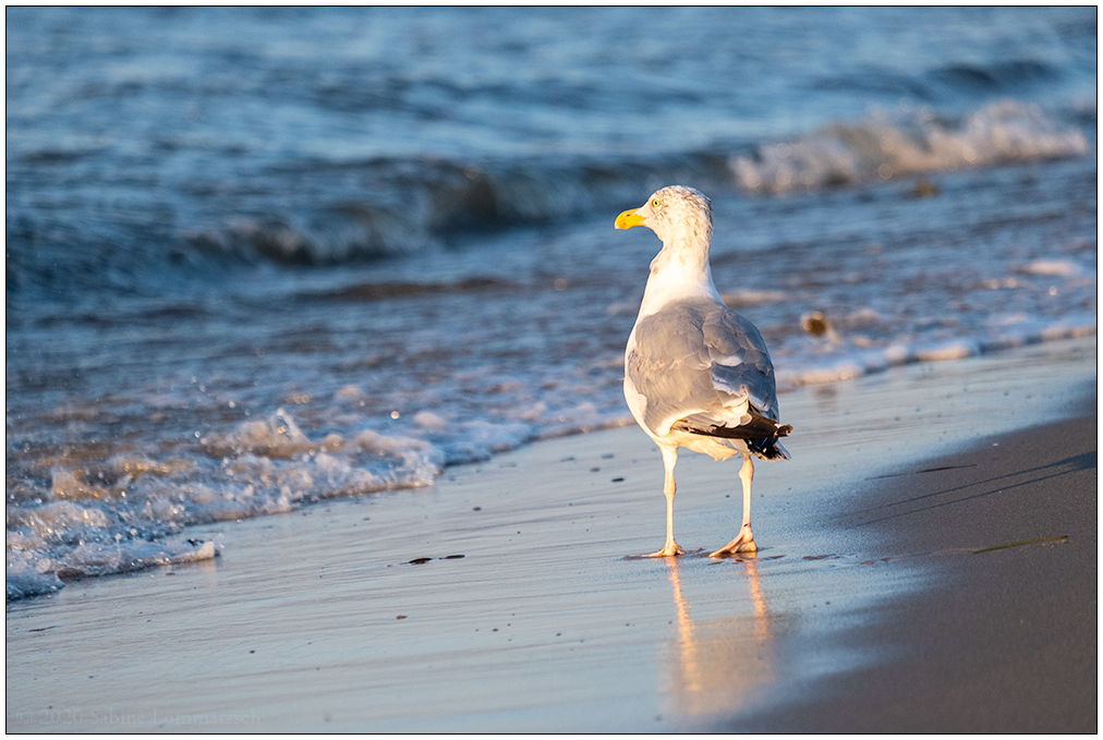 Möwe am Surendorfer Strand © 2020 Sabine Lommatzsch