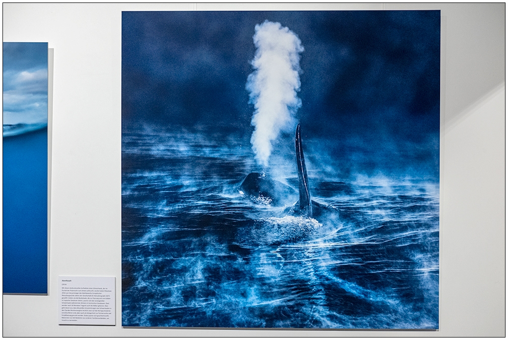 Foto des Fotografen Audun Rikardsen mit einem Schwertwals. Das Foto hängt in einer Ausstellung.