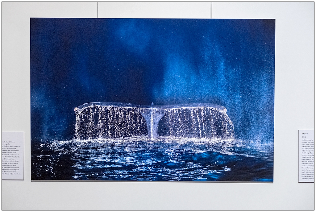 Foto des Fotografen Audun Rikardsen mit einer Fluke eines abtauchenden Buckelwals. Das Foto hängt in einer Ausstellung.