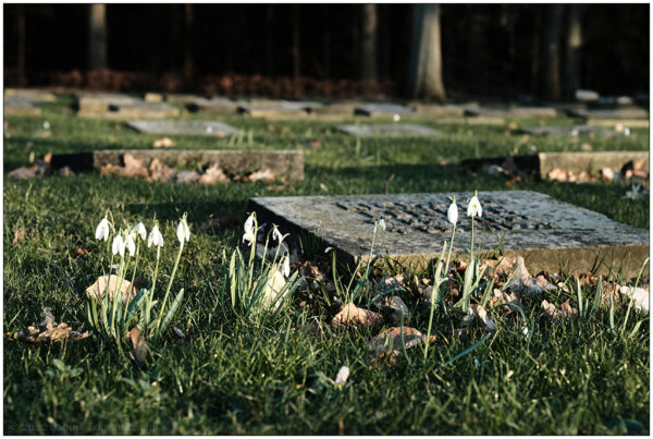 Auf dem Friedhof Eichhof Kiel bei der Gedenkstätte "Bombenopferfeld" liegen viele Grabplatten auf dem Rasen.