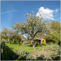 Gartenpanorama im Frühling mit Gemüsebeet, blühendem Apfelbaum, im Hintergrund eine Gartenhütte