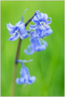 Pflanzenfoto blaues Hasenglöckchen