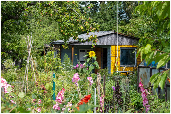 Schrebergarten mit vielen bunten Blüten, unter anderem eine Sonnenblume. Links im Bildrand ein Bohnentippi, rechts iM bild im Hintergrund eine Gartenhütte. Davor ragt von oben ein Zweig eines Apfelbaums ins Bild. Der Zweig ist voll mit rot leuchtenden Äpfeln.