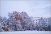 Schneebedeckte Bäume im Kieler Schrevenpark. Im Hintergrund sid ein paar der schönen Altbauhäuser der Goethestraße zu sehen.