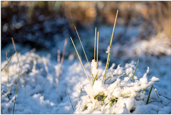 Fotografie, die aus Bodennähe ein paar Grashalme zeigt, die von Schnee bedeckt sind. Es scheint die Sonne.