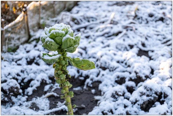 Fotografie, die eine Rosenkohlpflanze zeigt. Der Rosenkohl sthe allein in einem Beet, das mit Schnee bedeckt ist. Auf der Rosenkohlpflanze leigt auch Schnee.