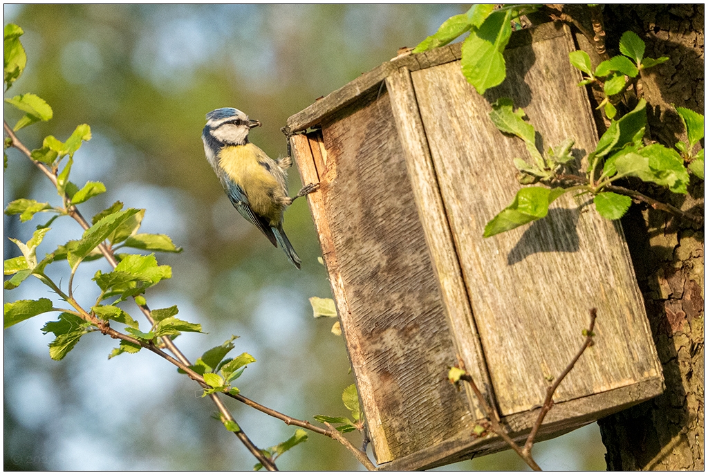 Blaumeise vor dem Einflugloch eines Vogelkastens, der an einem Baum hängt