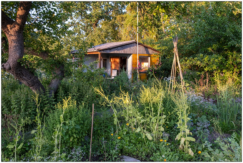 Blick in einen Schrebergarten im Sommer. Mit Gemüsebeet, in dem viele Pflanzen stehen, und einer Gartenhütte im Hintergrund. Es scheint die Sonne.
