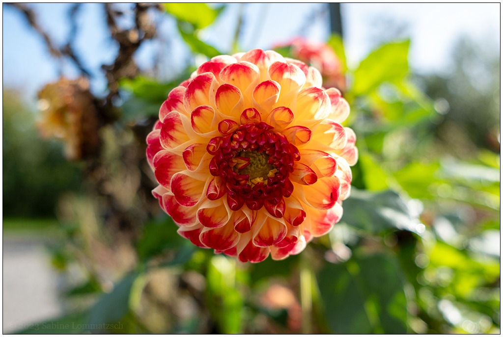 Genau in der Bildmitte eine rot-orangene Blüte einer Dahlie.