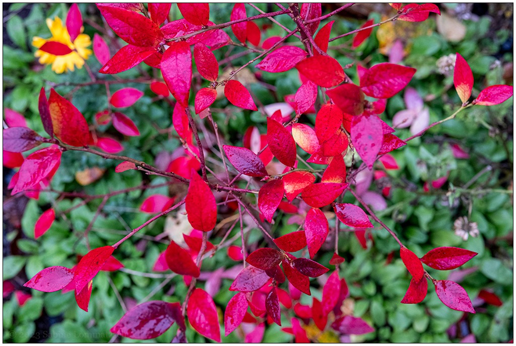Draufsicht auf rot leuchtende Blätter eines Blaubeerstrauches