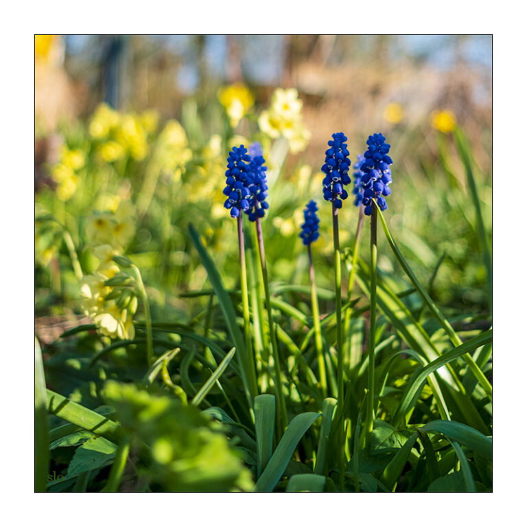 Fototagebuch 2025 – Unser Schrebergarten im April