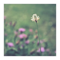 365-Tage-Projekt 211/365 © 2019 Sabine Lommatzsch