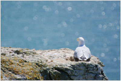 Möwe und Meeresglitzern in Etretat © 2011 Sabine Lommatzsch