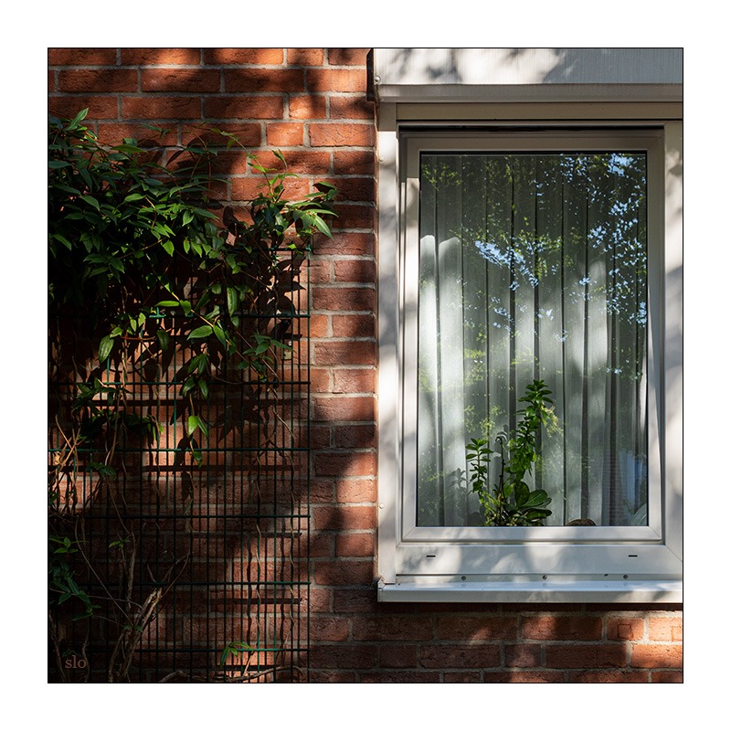 Rechts ein Fenster mit Gardine und links daneben eine Grünpflanze, die an einem Gitter vor einer Backsteinfassade hochrankt.